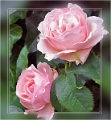 Rosa - Frederic Mistrall  2